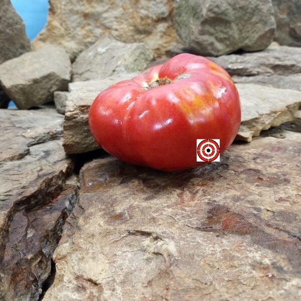 Kickapoo Creek Tomato Seeds