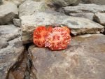 Kinalabasa Tomato Heirloom Tomato