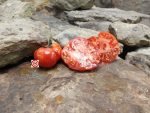 Kinalabasa Tomato Seeds