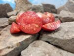 Lara's Giant Tomato