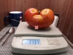 Lara's Giant Tomato Red Tomato.