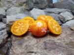Lava Flow Tomato Heirloom Tomato