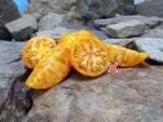 Lava Flow Tomato Yellow Tomato