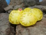 Lillians Yellow Tomato Rare Tomato.