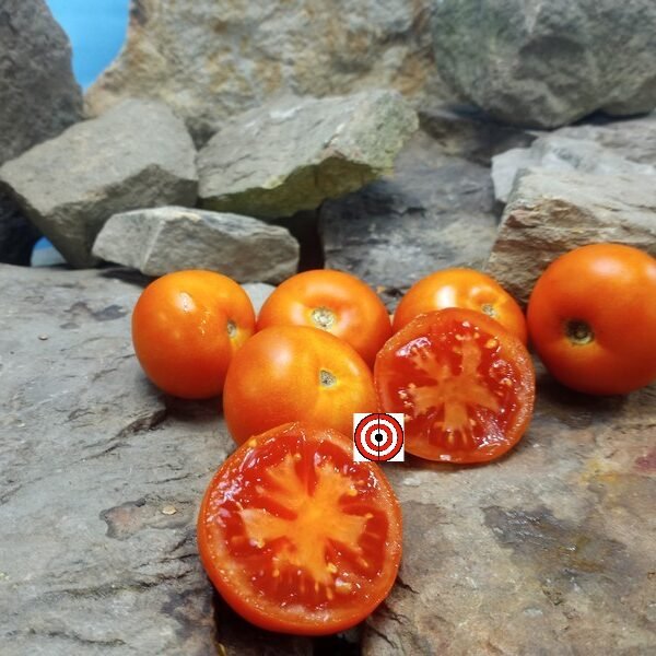Lunch Bucket Tomato