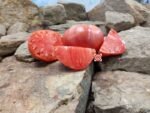 Malcolm Lincoln Tomato