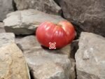 Mallee Rose Dwarf Tomato The Dwarf Tomato Project Tomatoes.
