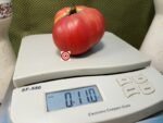 Mark Twain Tomato Giant Tomato.