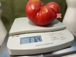 Mark Twain Tomato Heirloom Tomato.