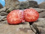 Mark Twain Tomato Seeds.