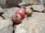 Mary's Cherry Dwarf Tomato Black Tomatoes
