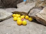 Micro Dwarf Birdie Juane Tomato