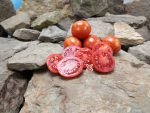 Micro Dwarf Bonet Tigerette Tomato