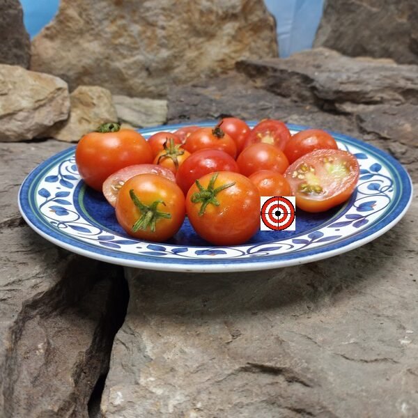 Micro Dwarf Christmas Tree Tomato