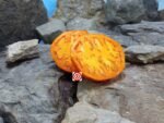 Moonglow Tomato