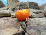 Moonglow Tomato Orange Tomato