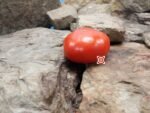 Mr. Bruno Tomato Heirloom Tomato