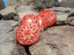 Mr. Bruno Tomato Red Tomato