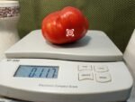 Mr. Bruno Tomato Slicing Tomato