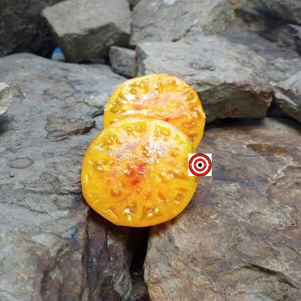 Northern Lights Tomato Orange Tomato Seeds