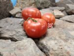 Oliver Kelly Dwarf Tomato