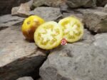 Orange Blue Tomato