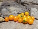 Dwarf Orange Hat Micro Tomato - Image 2