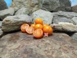Orange Paroushe F3 Tomato - Image 6