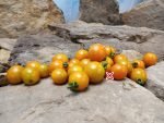 Orange Paroushe F3 Tomato - Image 2