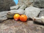 Orange Pixie Dwarf Tomato Seeds