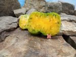 Dwarf Parfait Tomato - Image 6