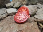 Perfection Pi 451997 Tomato