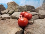Perfection Pi 451997 Tomato Seeds