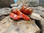 Peron Russet Tomato Bi Color Tomato
