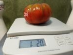 Peron Russet Tomato Giant Tomato