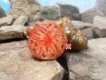 Peron Russet Tomato Heirloom Tomato