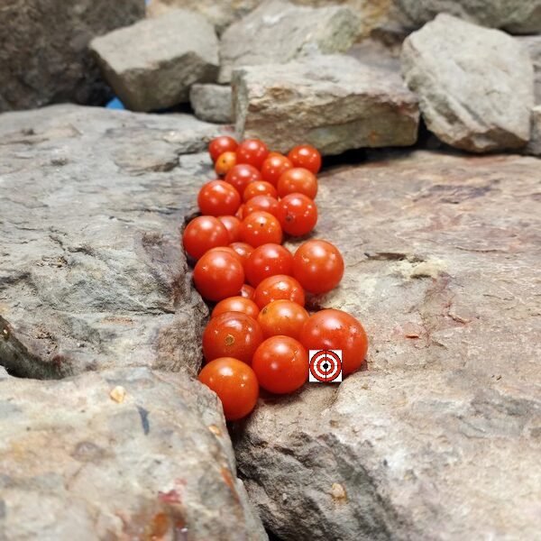 Post Office Spoonful Tomato