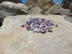 Purple Dove Bean - Image 6