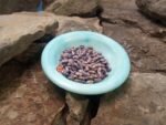 Purple Dove Bean - Image 2
