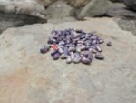 Purple Dove Bean