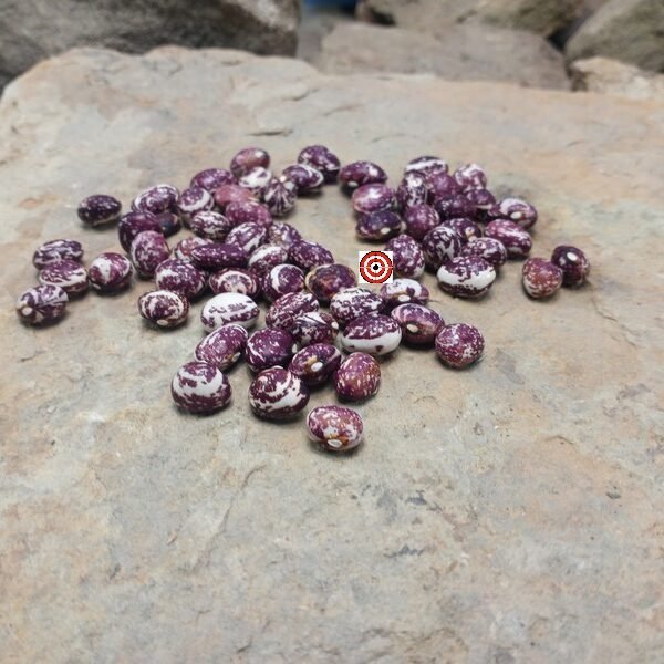 Purple Star Bean