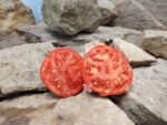 Red House Free Standing Dwarf Tomato