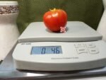 Red House Free Standing Tomato Dwarf