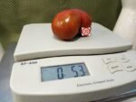 Red Viper Dwarf Tomato
