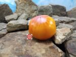 Regina Yellow Tomato Heirloom Tomato