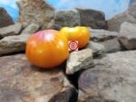 Regina Yellow Tomato Seeds