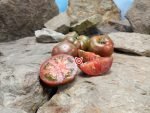 Sandy's Stripes Dwarf Tomato Seeds