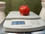 Sarah's Red Dwarf Tomato