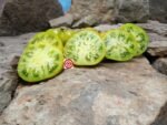 Shamrock Dwarf Tomato