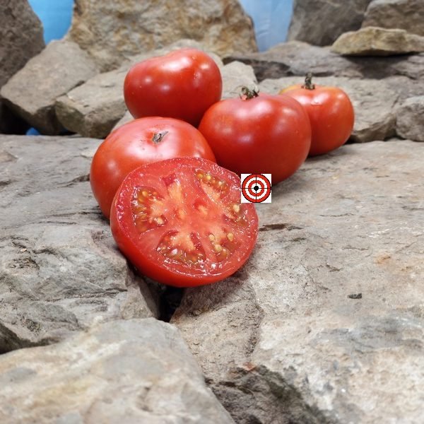 Silvery Tree Fir Dwarf Tomato Seeds